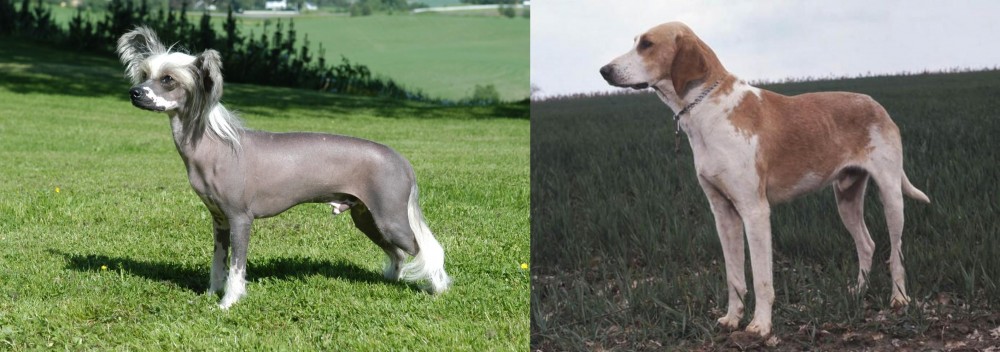 Grand Anglo-Francais Blanc et Orange vs Chinese Crested Dog - Breed Comparison