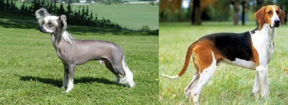 Grand Anglo-Francais Tricolore vs Chinese Crested Dog - Breed Comparison
