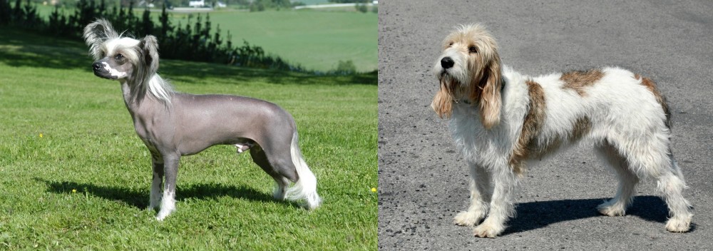 Grand Basset Griffon Vendeen vs Chinese Crested Dog - Breed Comparison