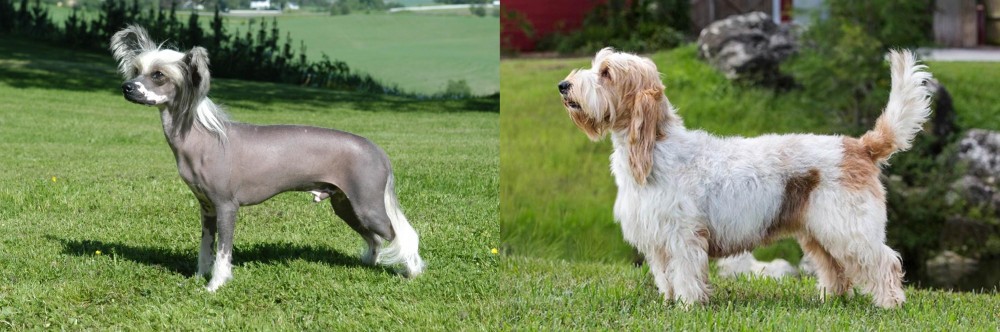 Grand Griffon Vendeen vs Chinese Crested Dog - Breed Comparison