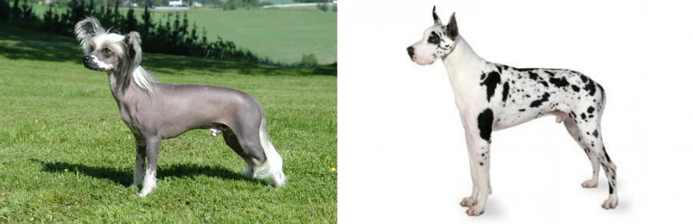 Great Dane vs Chinese Crested Dog - Breed Comparison