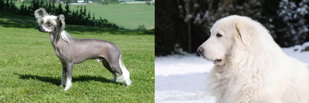 Great Pyrenees vs Chinese Crested Dog - Breed Comparison