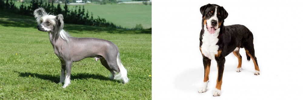 Greater Swiss Mountain Dog vs Chinese Crested Dog - Breed Comparison
