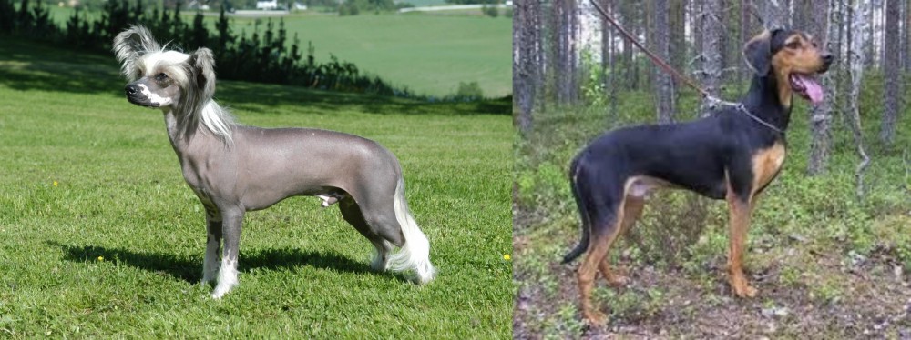 Greek Harehound vs Chinese Crested Dog - Breed Comparison