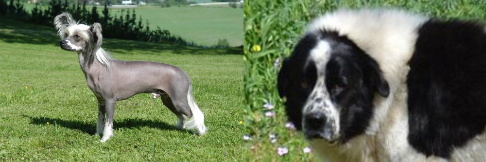 Greek Sheepdog vs Chinese Crested Dog - Breed Comparison