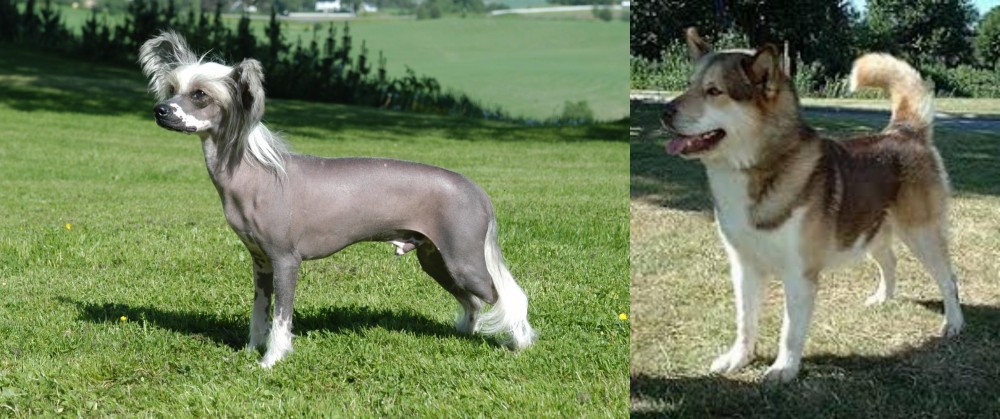 Greenland Dog vs Chinese Crested Dog - Breed Comparison