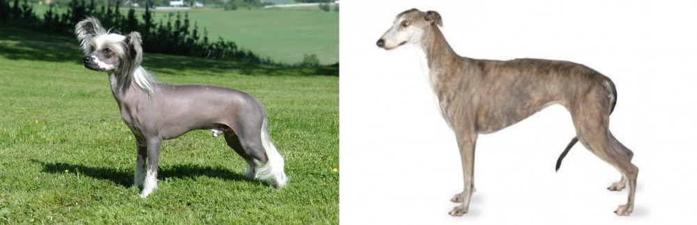 Greyhound vs Chinese Crested Dog - Breed Comparison