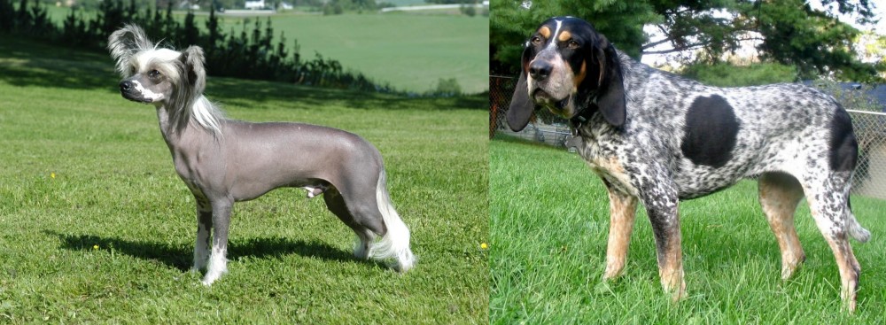Griffon Bleu de Gascogne vs Chinese Crested Dog - Breed Comparison
