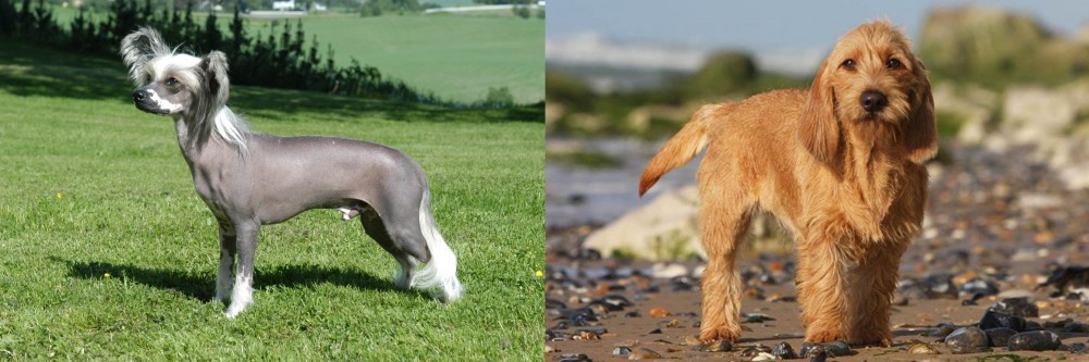 Griffon Fauve de Bretagne vs Chinese Crested Dog - Breed Comparison