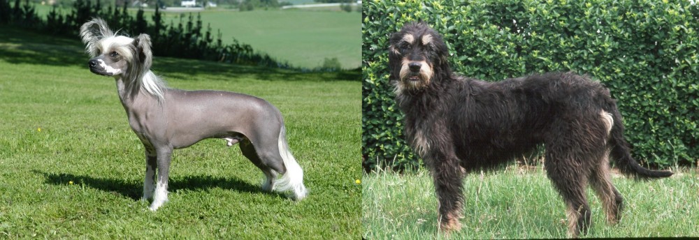 Griffon Nivernais vs Chinese Crested Dog - Breed Comparison