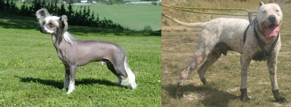 Gull Dong vs Chinese Crested Dog - Breed Comparison
