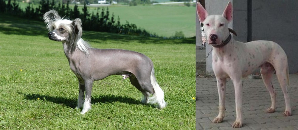 Gull Terr vs Chinese Crested Dog - Breed Comparison