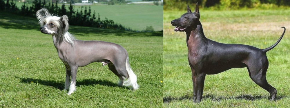 Hairless Khala vs Chinese Crested Dog - Breed Comparison