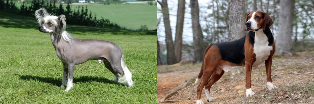 Hamiltonstovare vs Chinese Crested Dog - Breed Comparison