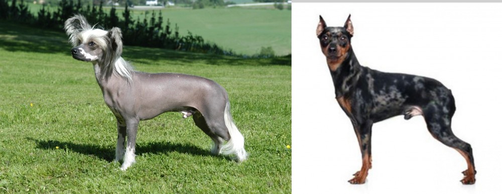 Harlequin Pinscher vs Chinese Crested Dog - Breed Comparison