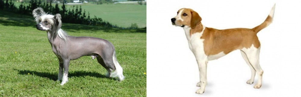Harrier vs Chinese Crested Dog - Breed Comparison