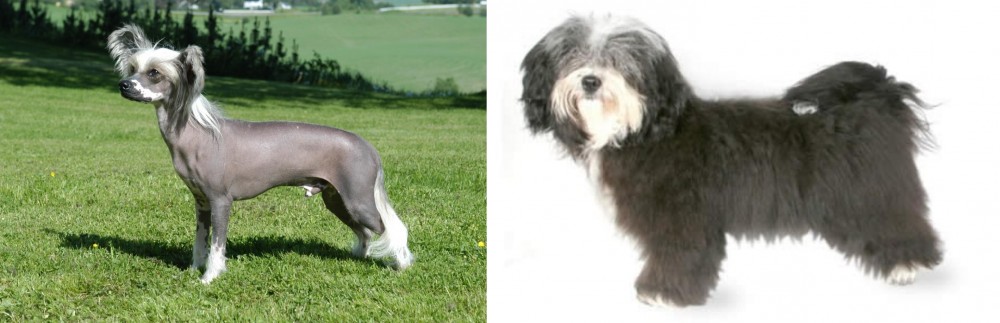 Havanese vs Chinese Crested Dog - Breed Comparison