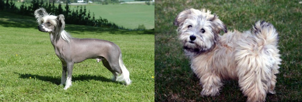 Havapoo vs Chinese Crested Dog - Breed Comparison