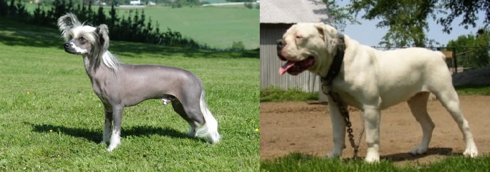 Hermes Bulldogge vs Chinese Crested Dog - Breed Comparison