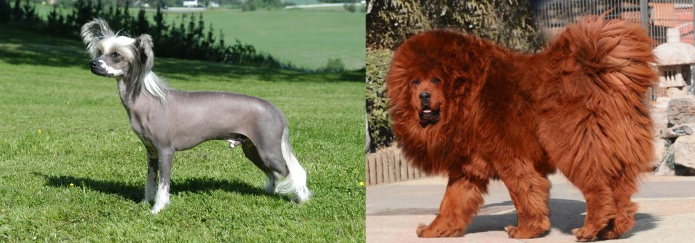 Himalayan Mastiff vs Chinese Crested Dog - Breed Comparison