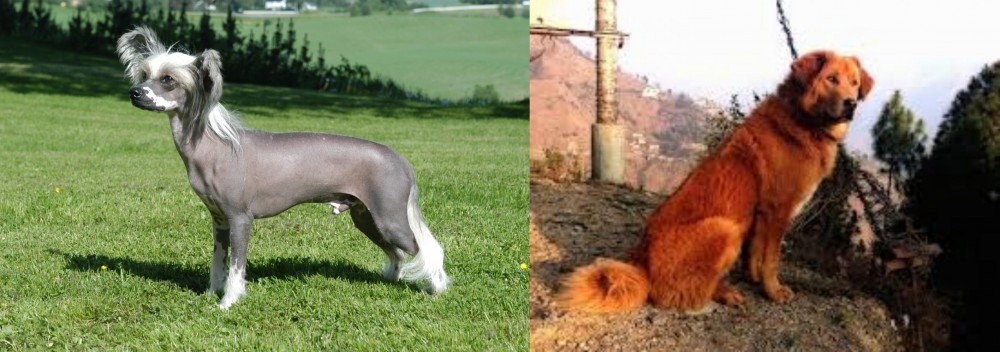 Himalayan Sheepdog vs Chinese Crested Dog - Breed Comparison