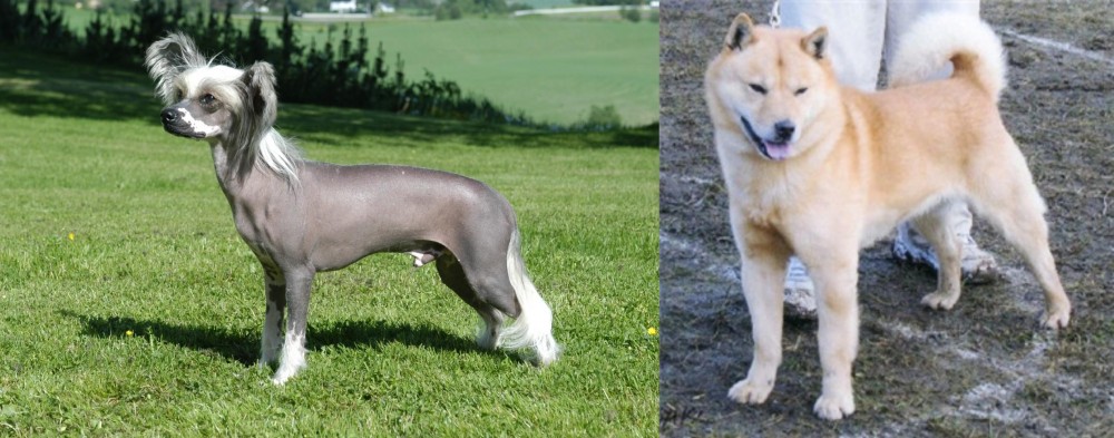 Hokkaido vs Chinese Crested Dog - Breed Comparison