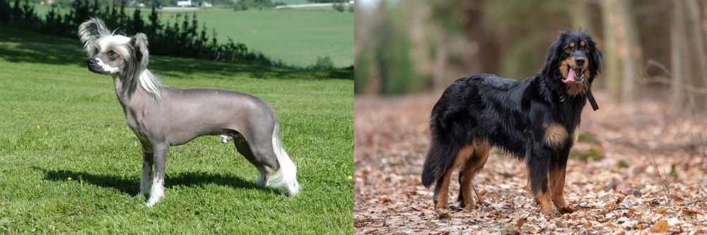 Hovawart vs Chinese Crested Dog - Breed Comparison