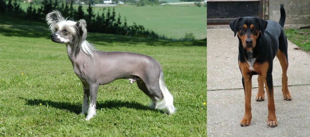 Hungarian Hound vs Chinese Crested Dog - Breed Comparison