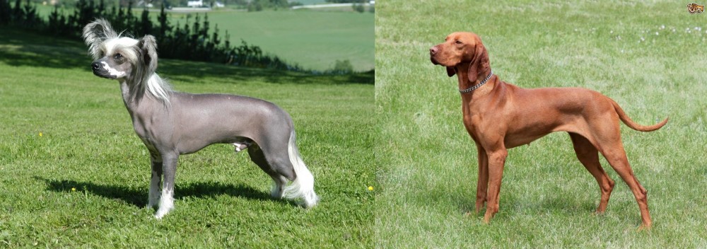 Hungarian Vizsla vs Chinese Crested Dog - Breed Comparison