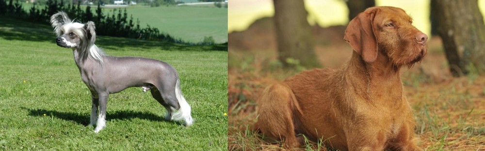 Hungarian Wirehaired Vizsla vs Chinese Crested Dog - Breed Comparison