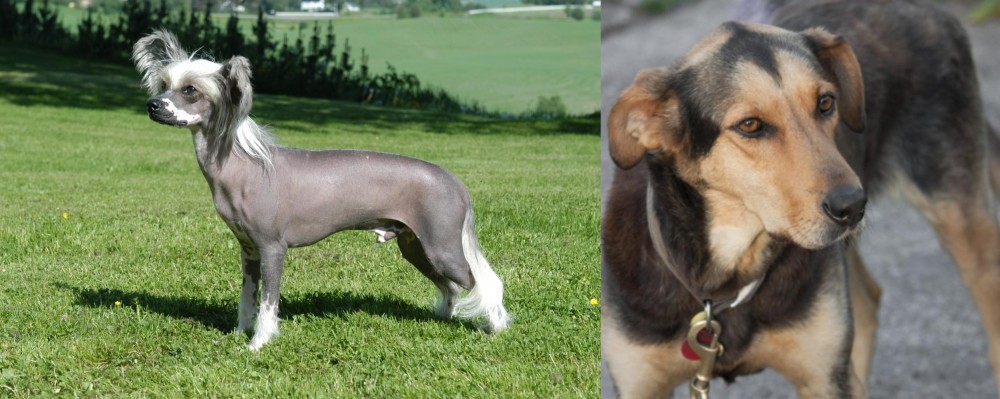 Huntaway vs Chinese Crested Dog - Breed Comparison