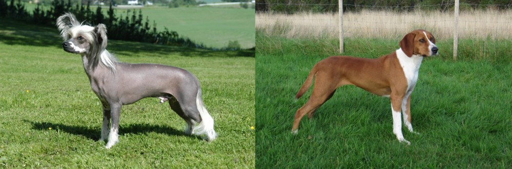 Hygenhund vs Chinese Crested Dog - Breed Comparison