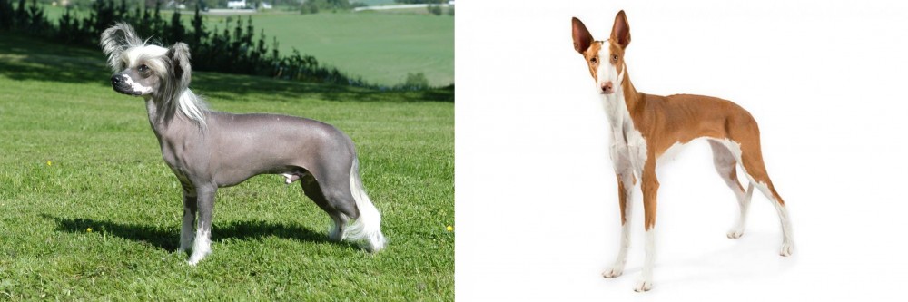 Ibizan Hound vs Chinese Crested Dog - Breed Comparison