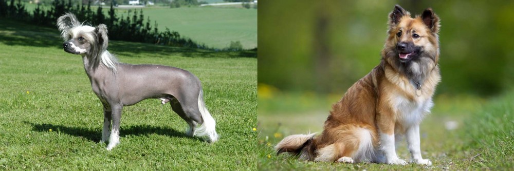 Icelandic Sheepdog vs Chinese Crested Dog - Breed Comparison
