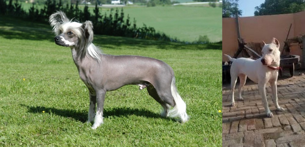 Indian Bull Terrier vs Chinese Crested Dog - Breed Comparison