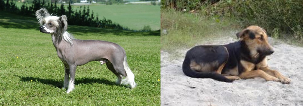 Indian Pariah Dog vs Chinese Crested Dog - Breed Comparison