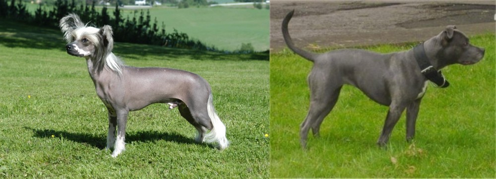 Irish Bull Terrier vs Chinese Crested Dog - Breed Comparison