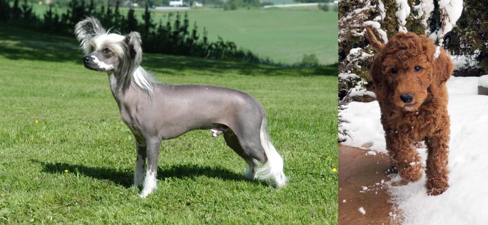 Irish Doodles vs Chinese Crested Dog - Breed Comparison