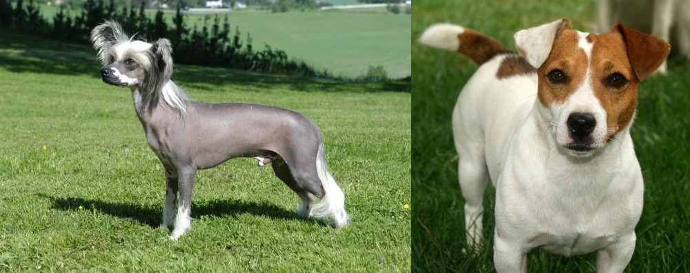 Irish Jack Russell vs Chinese Crested Dog - Breed Comparison