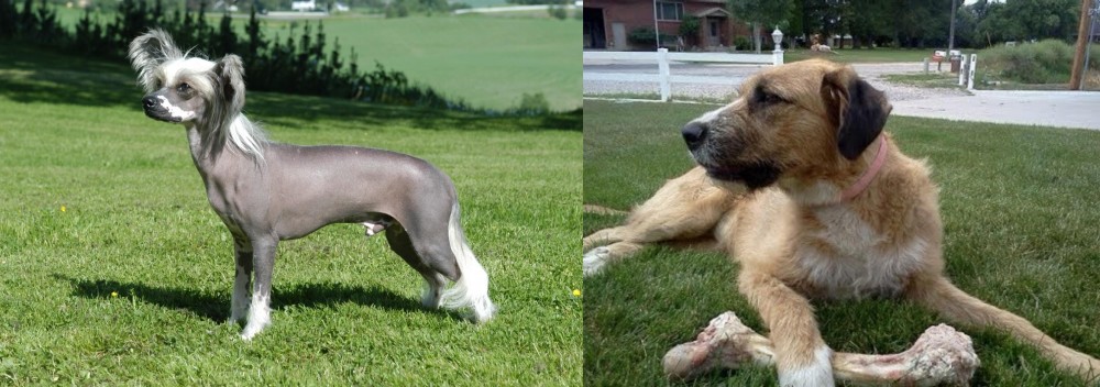 Irish Mastiff Hound vs Chinese Crested Dog - Breed Comparison