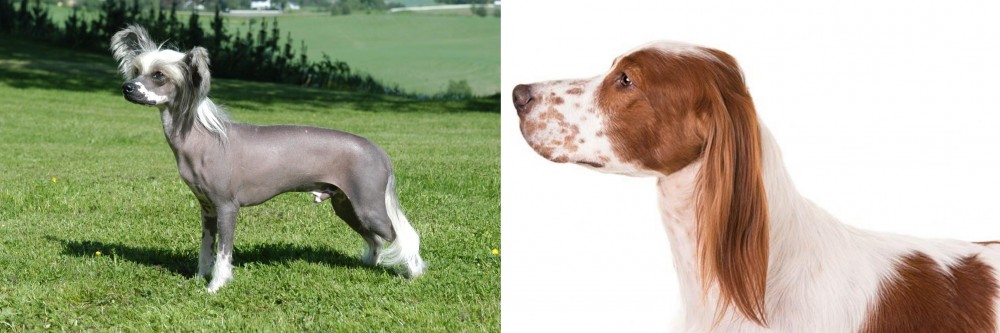 Irish Red and White Setter vs Chinese Crested Dog - Breed Comparison