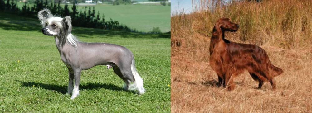 Irish Setter vs Chinese Crested Dog - Breed Comparison