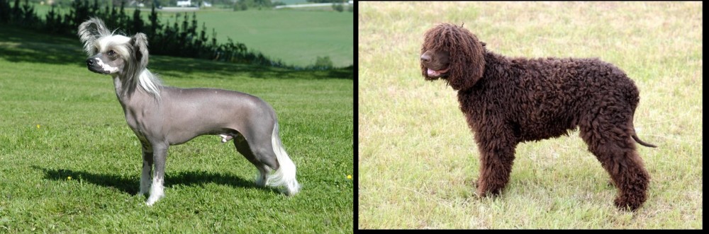 Irish Water Spaniel vs Chinese Crested Dog - Breed Comparison