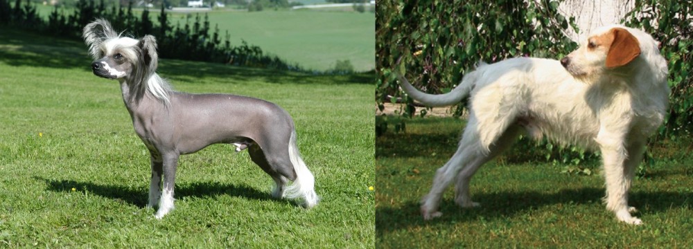 Istarski Ostrodlaki Gonic vs Chinese Crested Dog - Breed Comparison