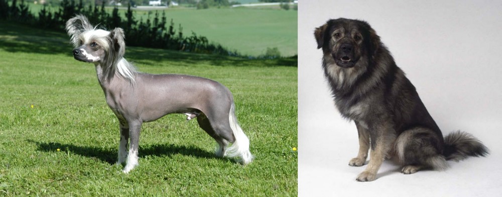 Istrian Sheepdog vs Chinese Crested Dog - Breed Comparison