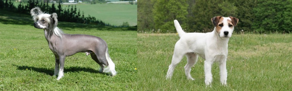 Jack Russell Terrier vs Chinese Crested Dog - Breed Comparison