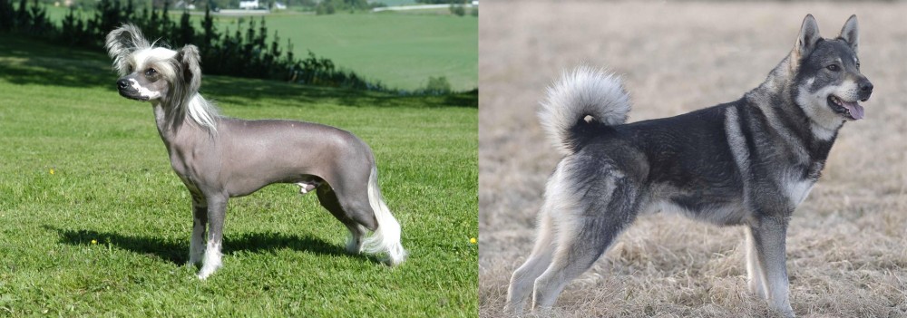 Jamthund vs Chinese Crested Dog - Breed Comparison