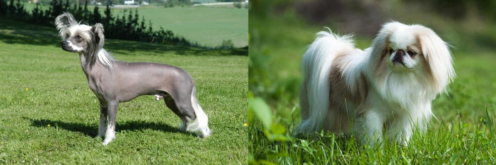 Japanese Chin vs Chinese Crested Dog - Breed Comparison