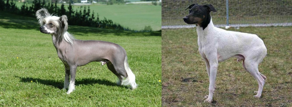 Japanese Terrier vs Chinese Crested Dog - Breed Comparison