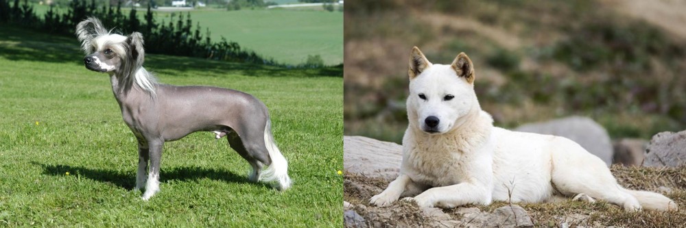 Jindo vs Chinese Crested Dog - Breed Comparison